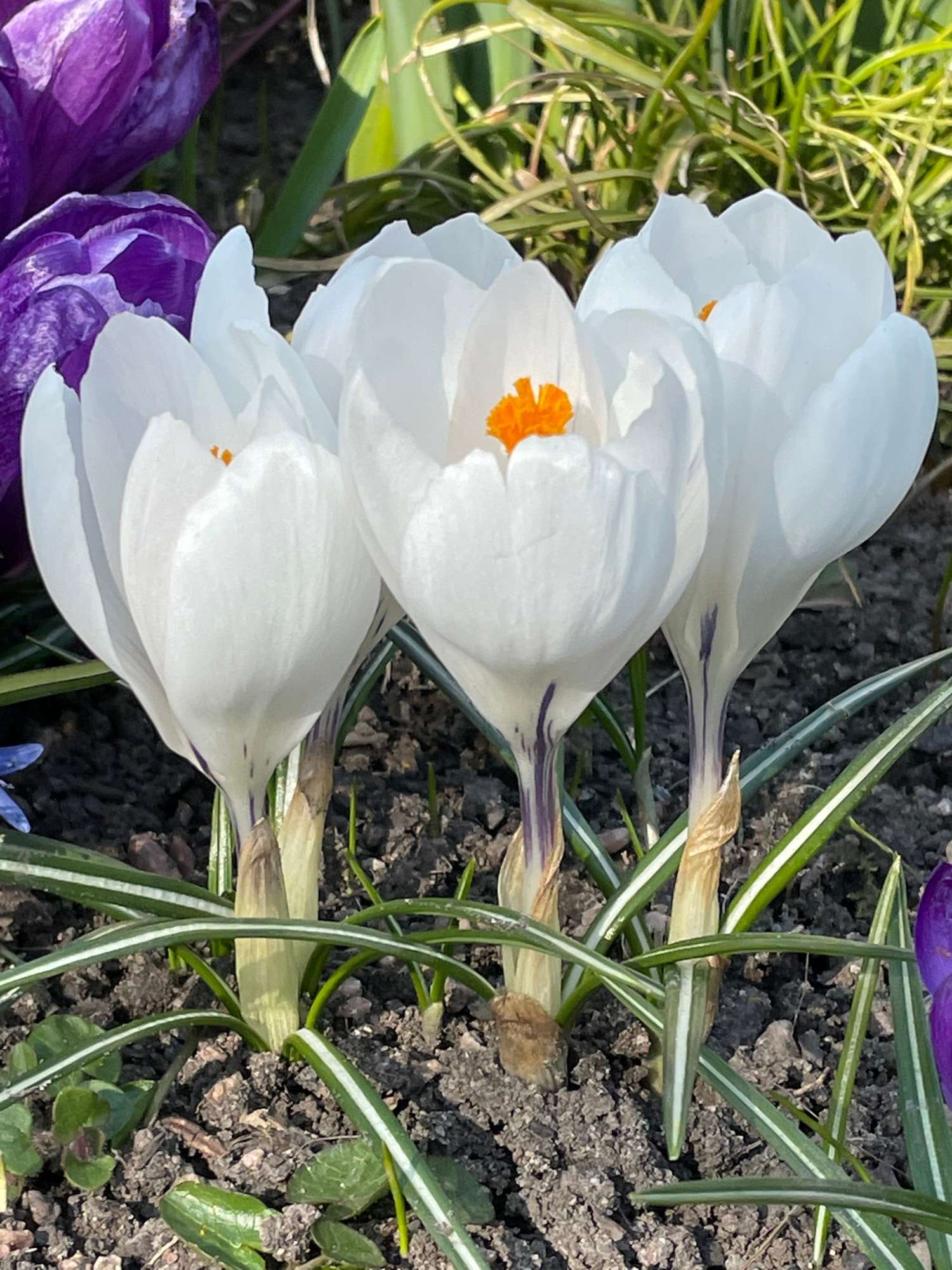 Crocus 'Jeanne d'Arc'